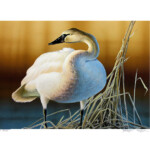 Trumpeter Swan - $35
