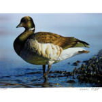 Brant goose - $35