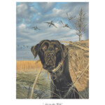 "Ace in the Hole" - $45