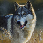 "Gray Wolf Portrait"
Stretched canvas print - 16x20 unframed: $200 - 22x28 unframed: $375 - 22x28 framed: $450