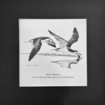 Black Skimmers (companion species for the 2022-2023 Federal Duck Samp)